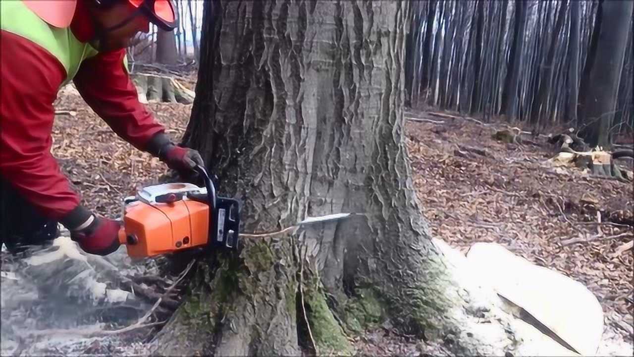 砍树也是有技巧的,看师傅砍树过程,简直太舒服了_高清1080P在线观看平台_腾讯视频