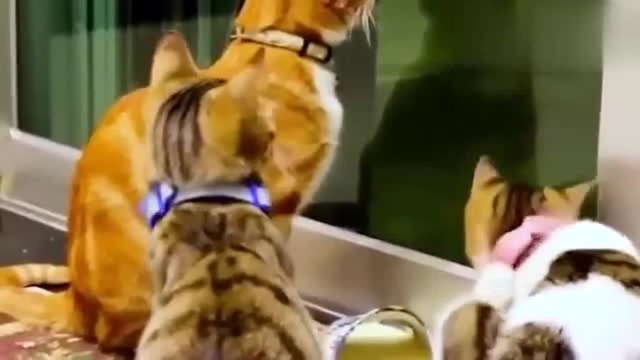 猫的胡须有什么作用?把猫的胡子剪掉会发怎样?结果你想不到