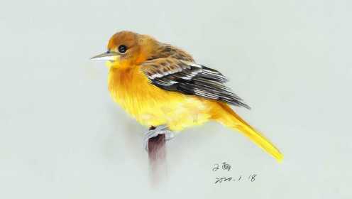 彩铅教程丨小黄鸟