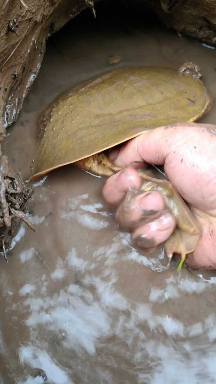 野生大甲鱼的区别爪子锋利,颜色也不一样.