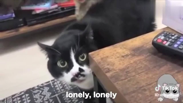 猫咪这些猫的英语说起来比霍曼语更好NEWSUBTITLES