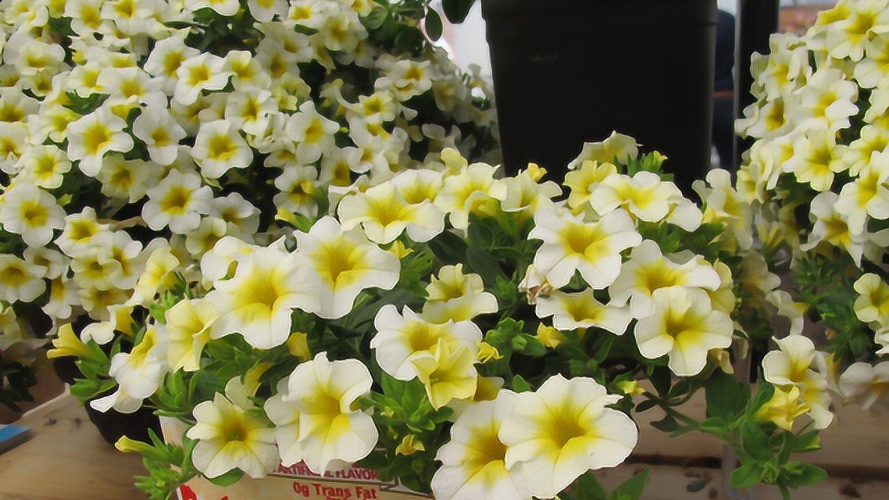 晓韵田园:百万小铃也叫舞春花,容易打理花期长,开花爆盆美呆了