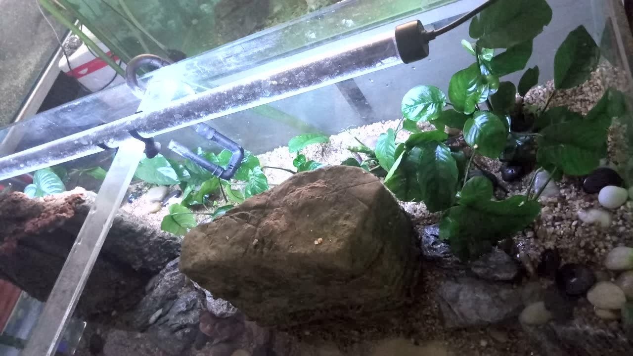 为了养好红螯相手蟹做了个水陆缸