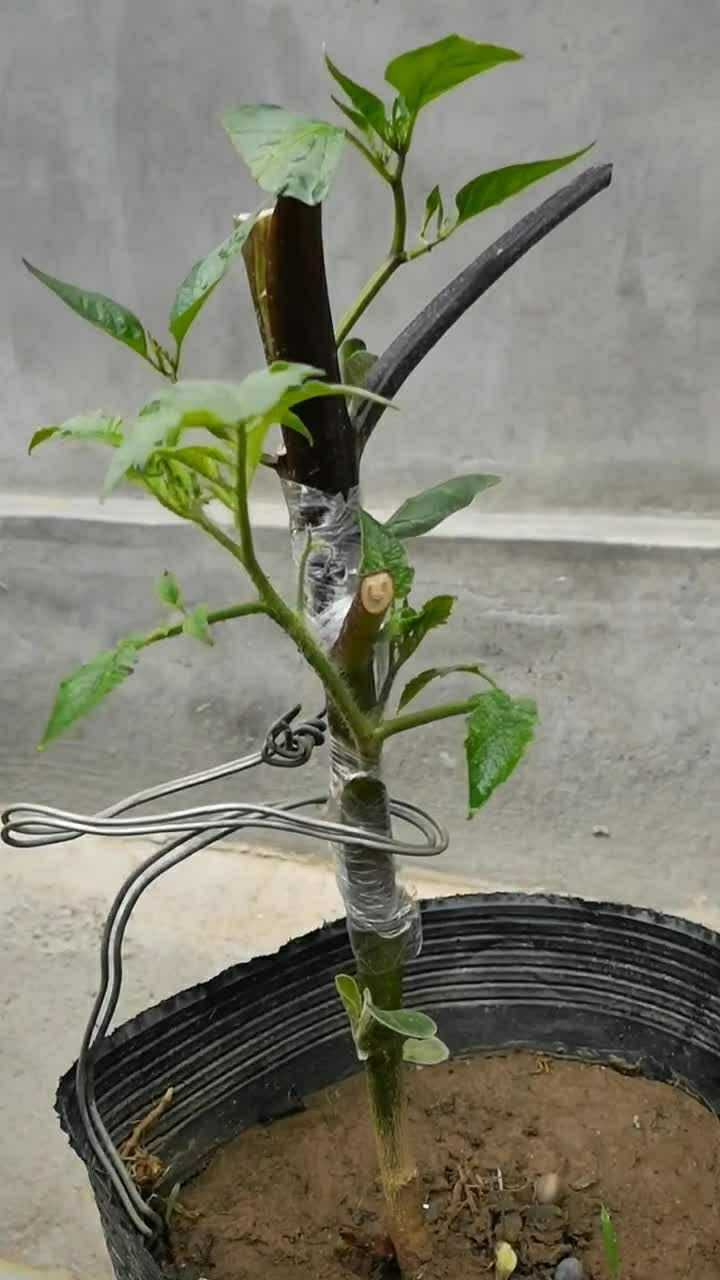 三种植物同时嫁接成功了,真好