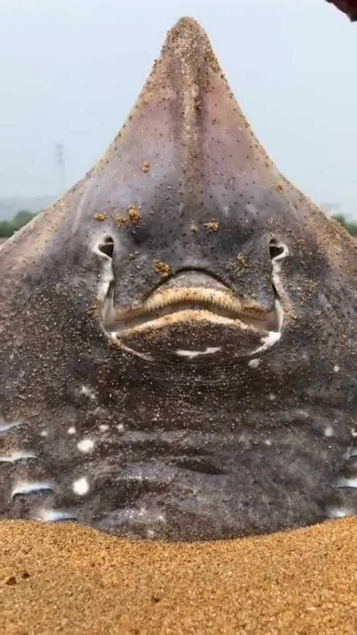 魔鬼鱼笑起来的样子太可爱了,但看着好像也在哭