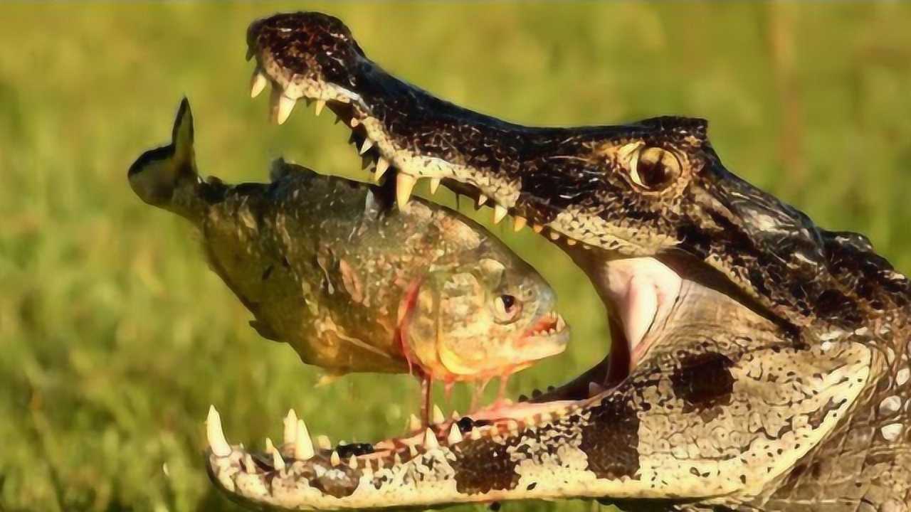 世界白背食人鳄的鳄鱼图片