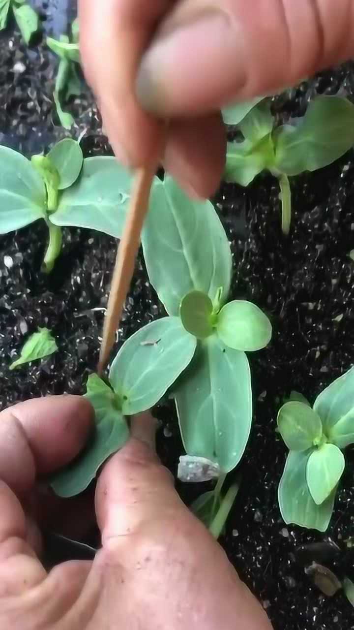 在冬瓜苗上嫁接西瓜苗,怪不得现在的西瓜都不甜呢
