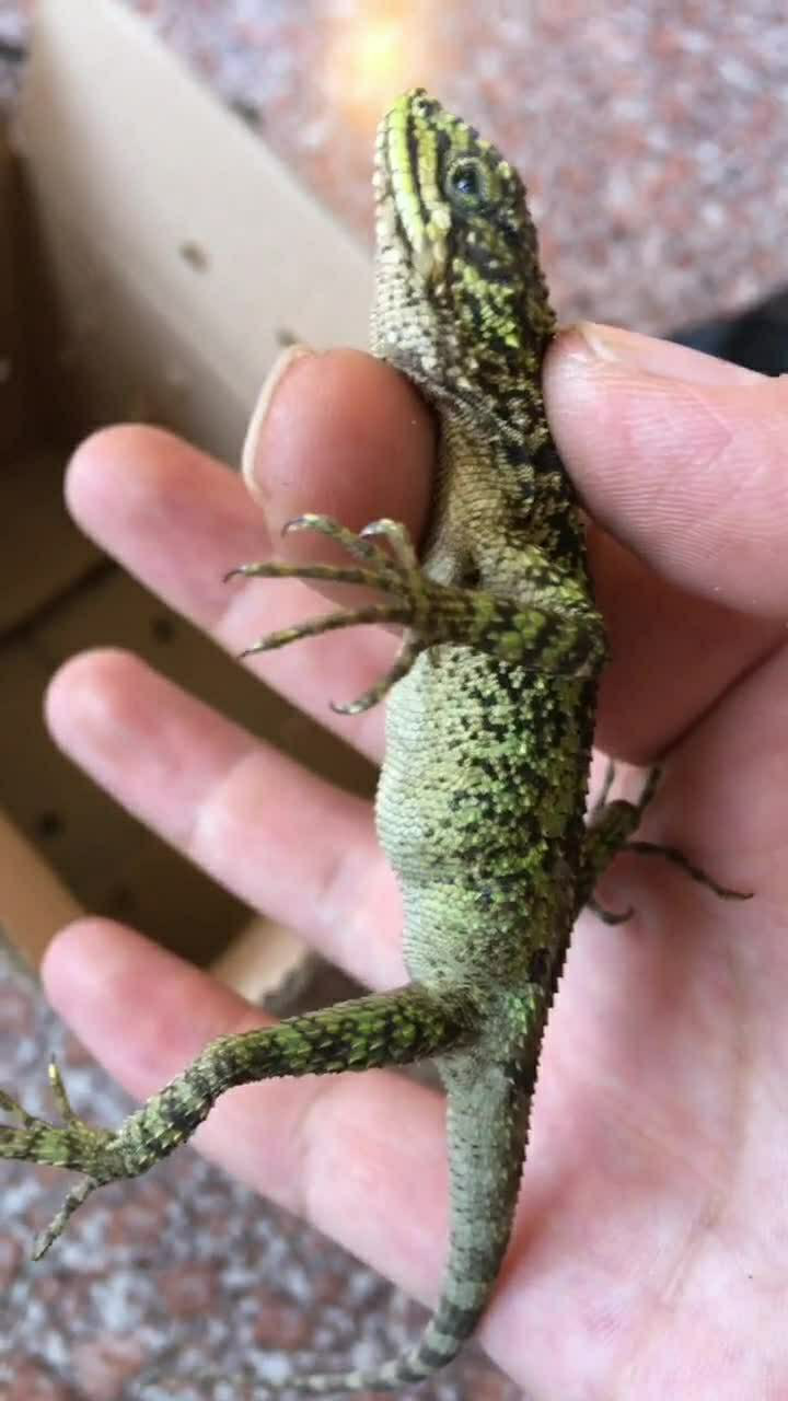 这么小的蜥蜴竟然怀孕了,肚子里面全是蛋