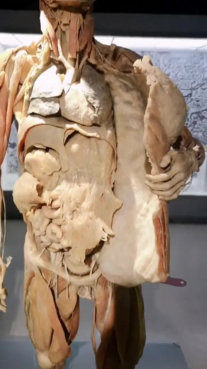 一男性捐献的遗体,经过塑化可以保存千年,一起了解人体的内部结构吧!