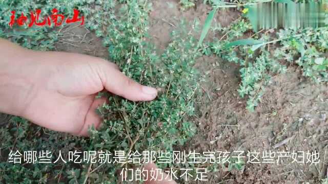 农村一种草药,浑身是宝,止血又通乳,效果不错