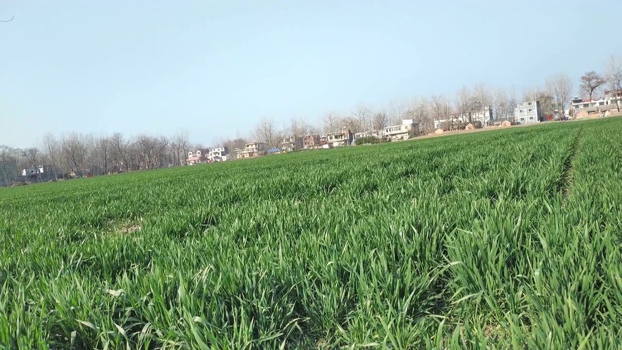 实拍安徽阜阳临泉县一马平川的大平原田地里面种的都是小麦