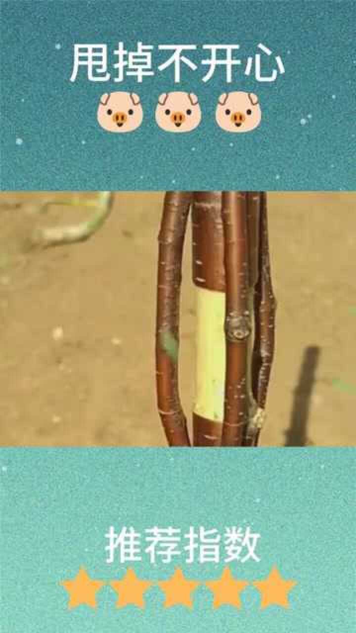 这就是果树桥接的重要性现在嫁接都不行了桥接才是最厉害的