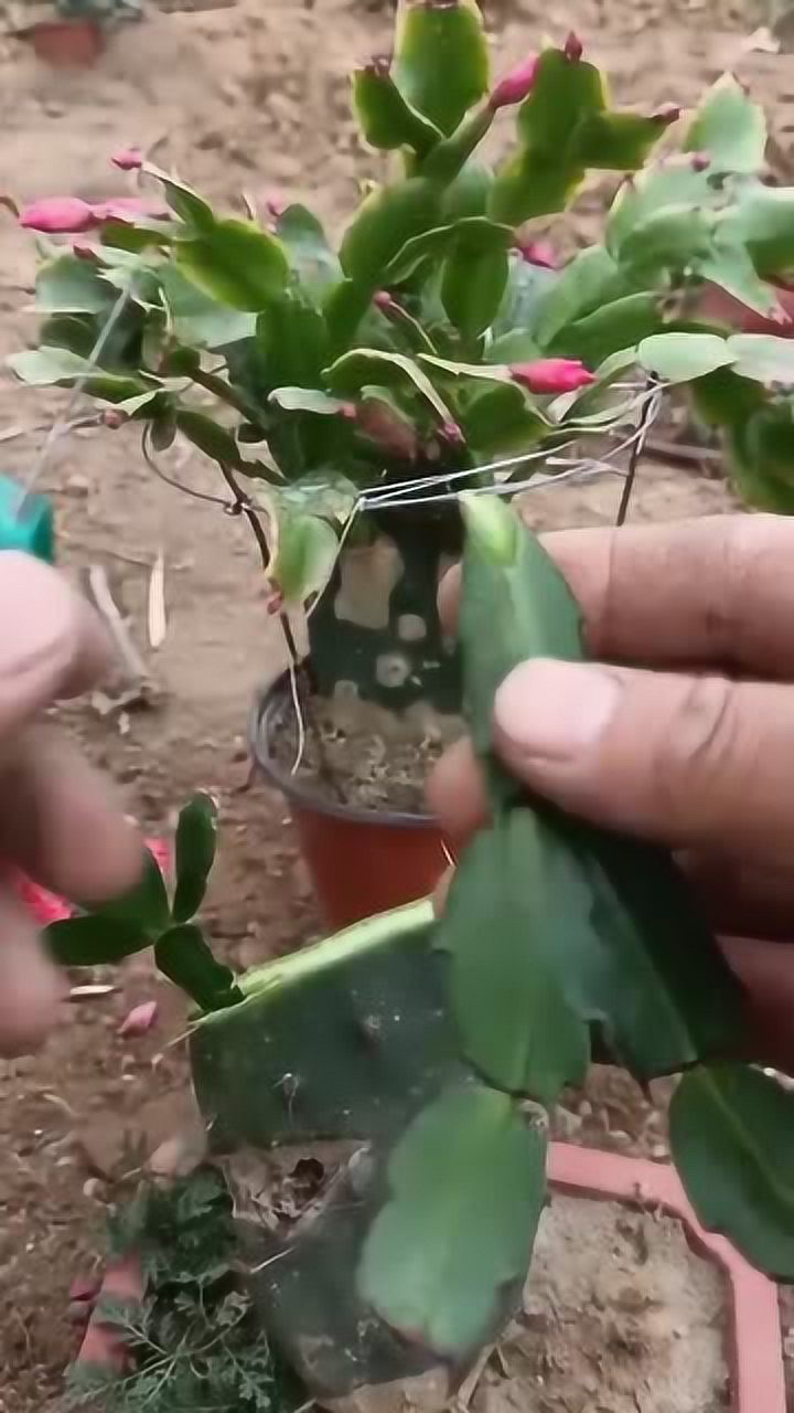 仙人掌嫁接蟹爪兰技术世界第一技术你看懂了吗