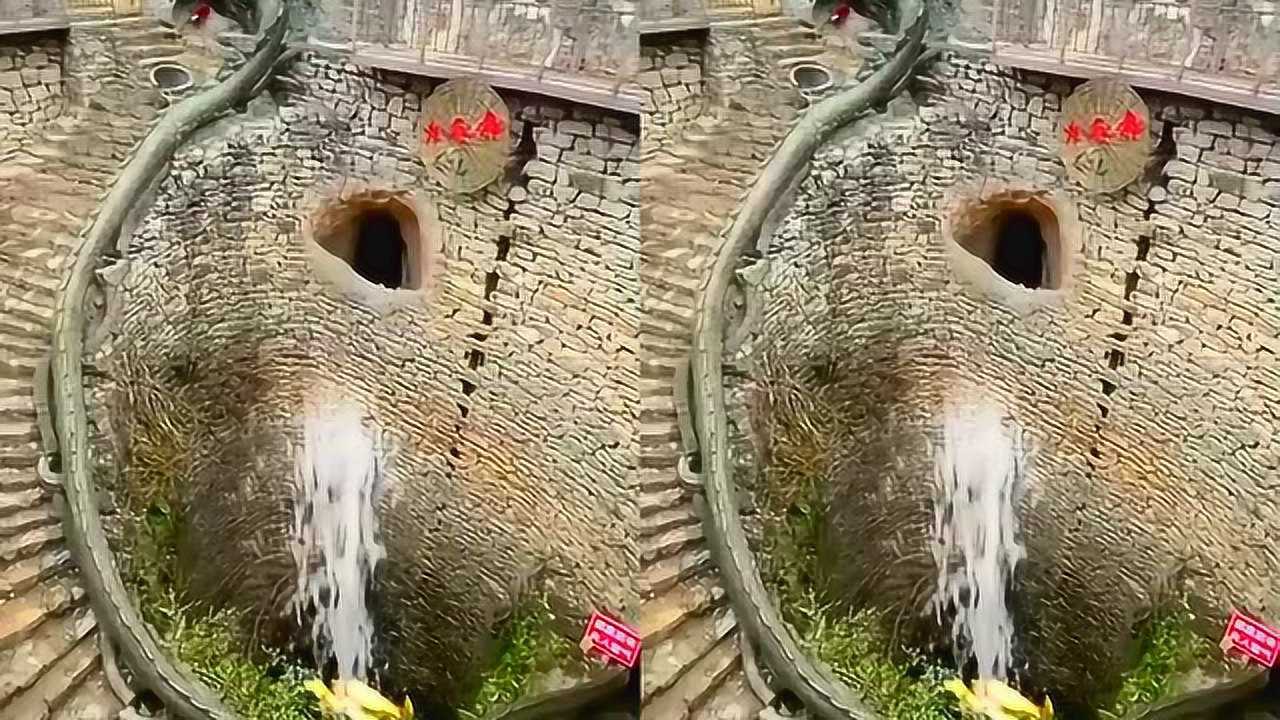 传说中的千年龙井今日一见果然不同凡响