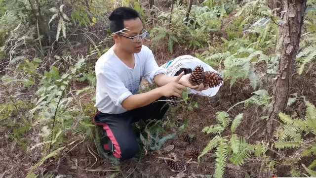 平时山上随处可见没人要的松果,最近火了,有人靠它一天赚600