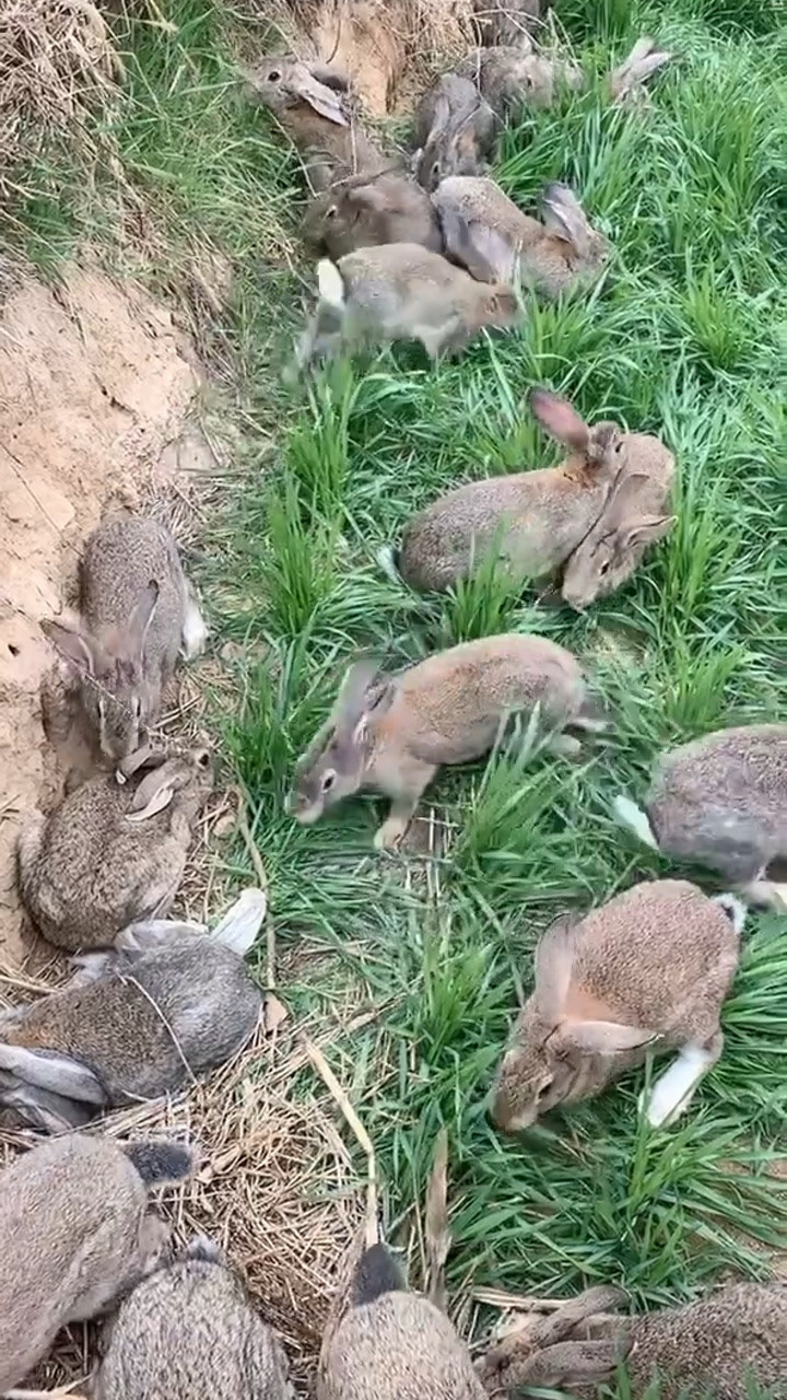 养兔子要注意卫生,兔子生活环境很脏,会生病