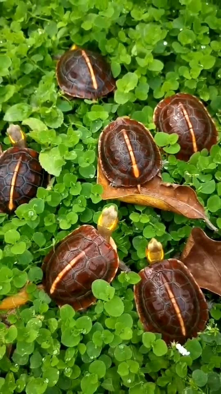 这些乌龟都被我养的很好,所以它们看起来很漂亮
