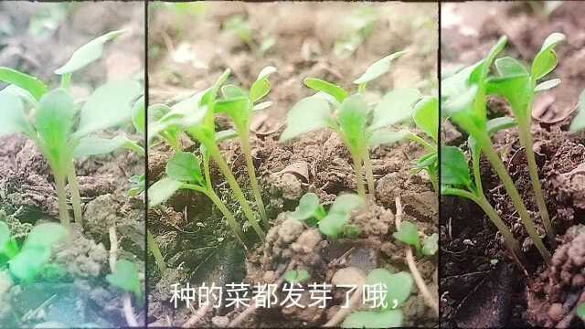 萝卜白菜各有所爱