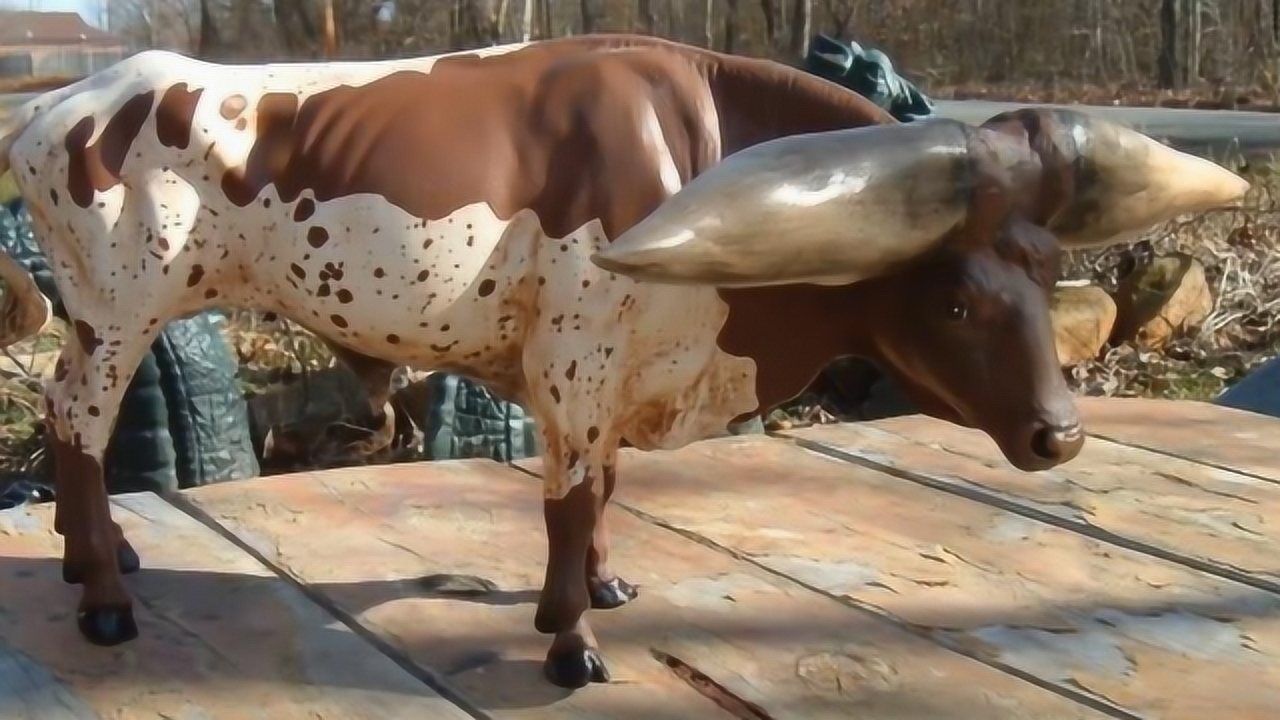 世界上最大的牛角,打破吉尼斯世界纪录,土豪出价130万都不卖