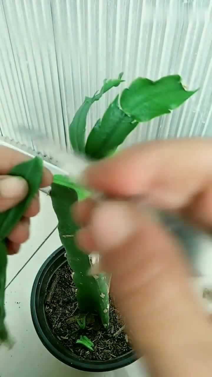 嫁接蟹爪兰教程人人都可以学会