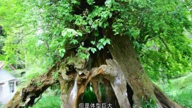 世界上十大千年古树:阿里山神树,你想去看看吗?