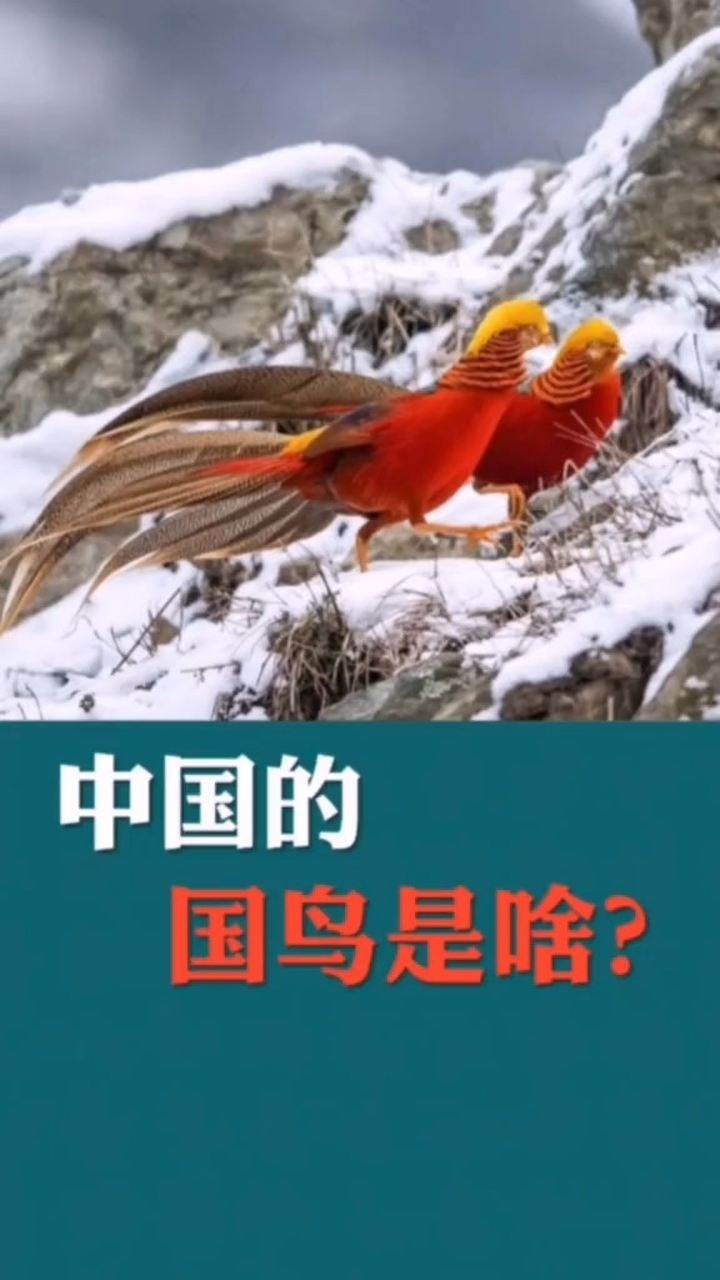 中国的国鸟是啥