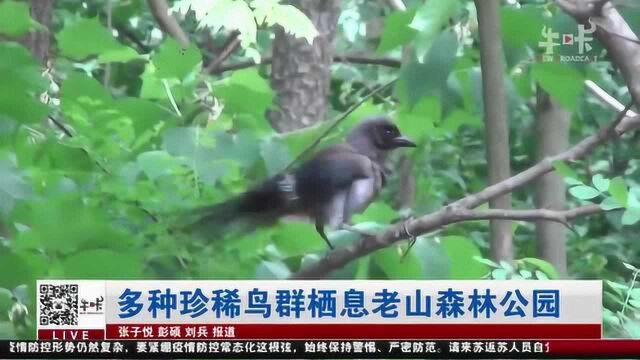 生态环境不断向好 多种珍稀鸟群栖息南京老山森林公园