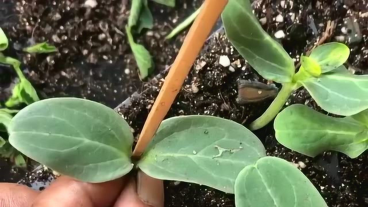 把西瓜秧和冬瓜秧嫁接在一起,农村人都要知道的手法,你们是这样做的吗