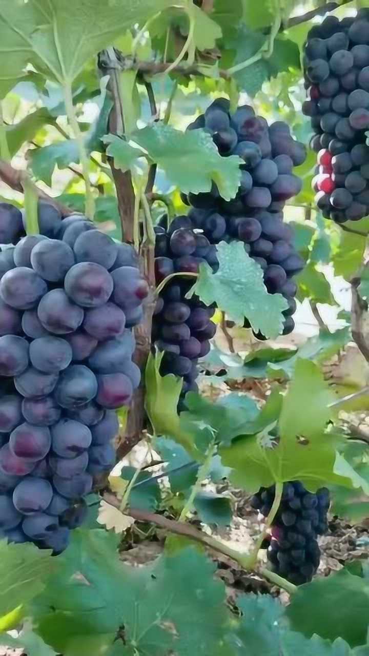 新疆大葡萄,今天带大家看看我家果园有多大!