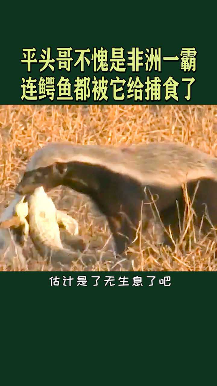 平头哥不愧是强者,连鳄鱼都败在了它手下!