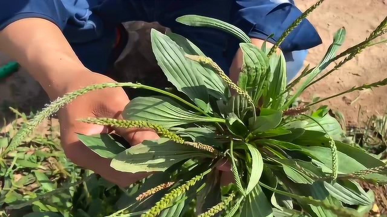 车前草又叫车轱辘菜为什么受很多人喜爱是一种野草也是野菜