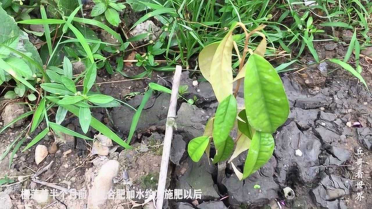 榴蓮苗種植的第82天網友說肯定長不到1米