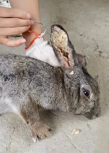 这兔子好邋遢,耳屎这么大一块,看到我都要呕了!