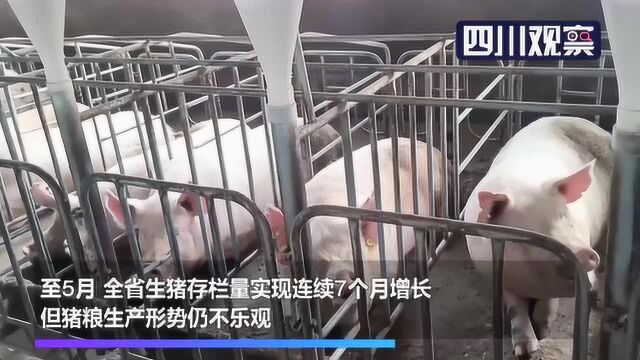 猪粮如何安天下 四川下半年这么干