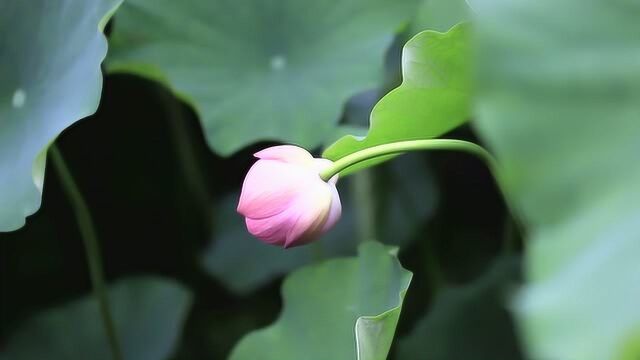 夏季赏荷花 百态千姿 风中摇摆