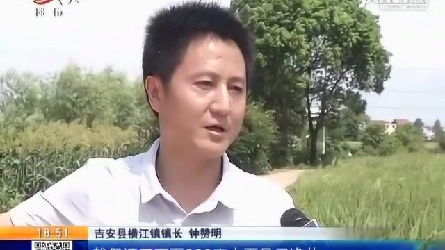 吉安县:立即清理水葫芦实现常态化 治理水污染并调整种植结构