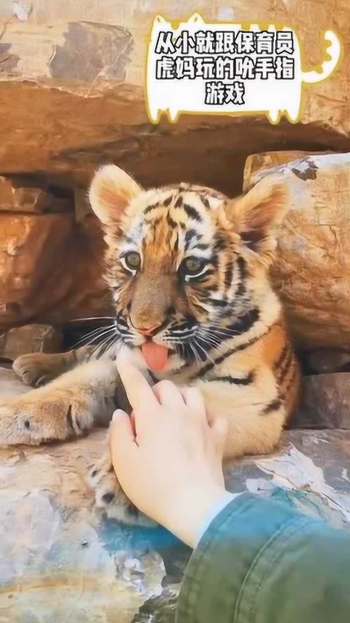 小老虎撒娇非得吃手指头真是让人瑟瑟发抖
