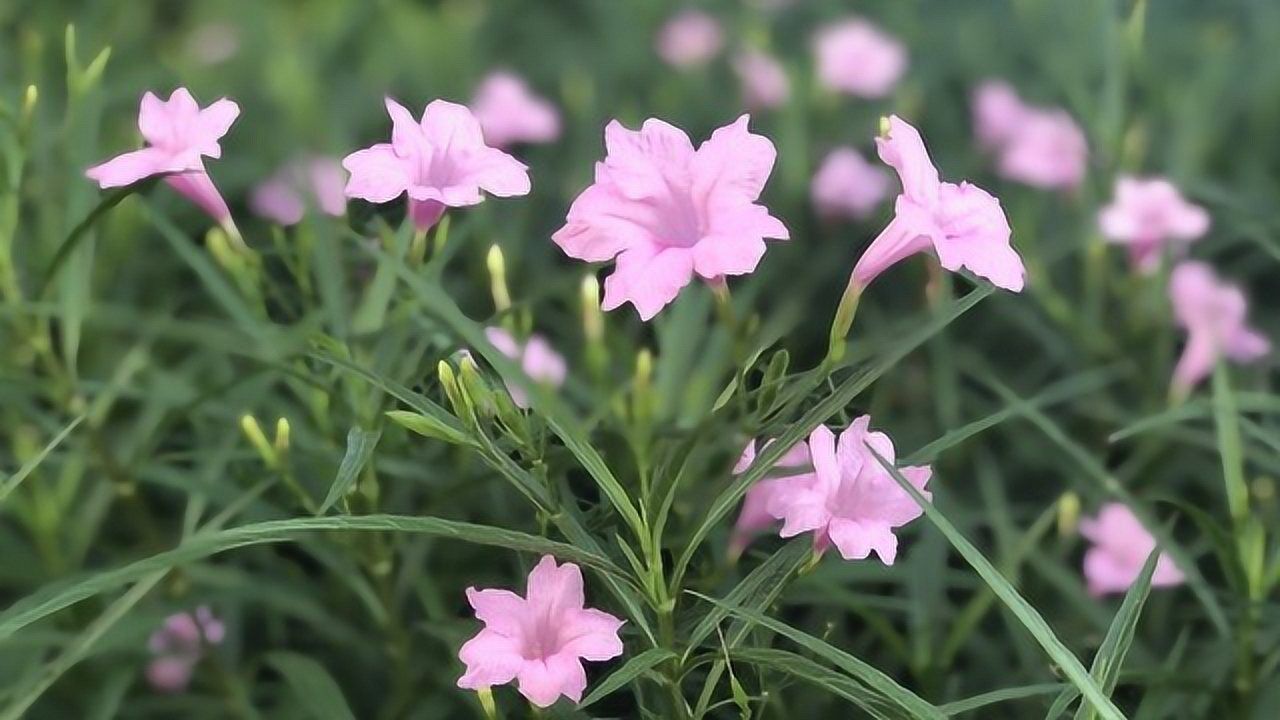 忘盡心中情翻唱樓下的藍花草開花了真美