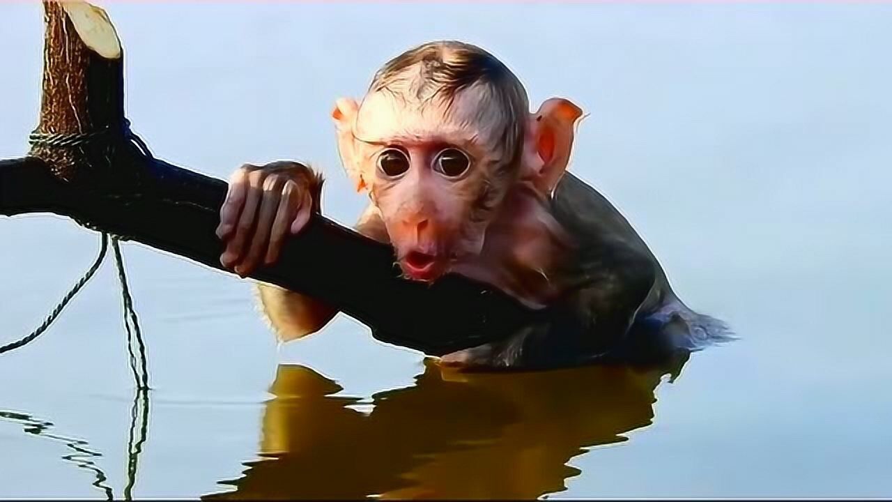 主人锻炼小猴子游泳将它扔在水里,可怜小猴子吓得魂飞魄散,真是太过分