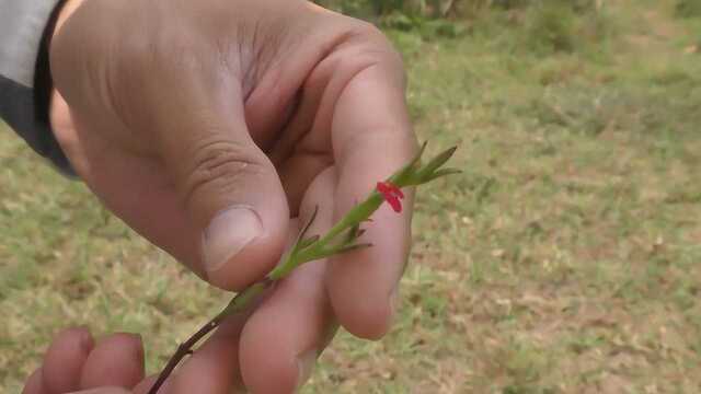 庄稼人最讨厌的野草,却能治疗肝炎,你见过它吗?