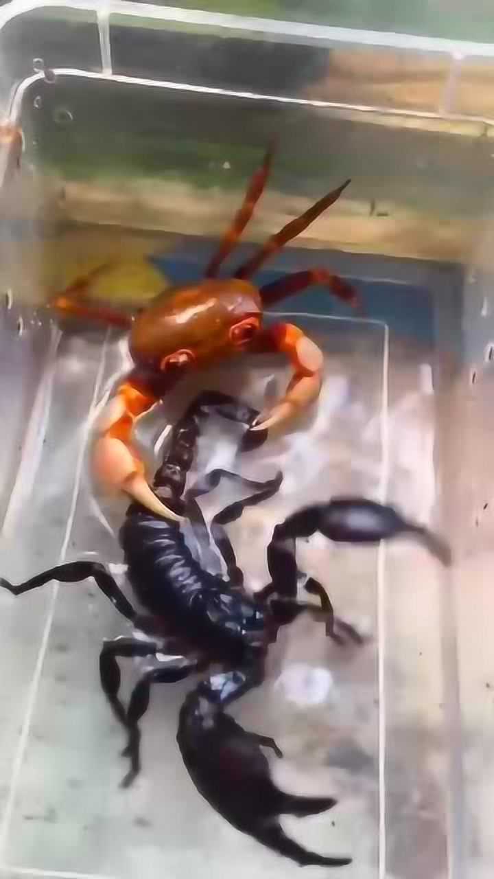 螃蟹和蝎子大战两个水电工抢生意都是玩钳子的