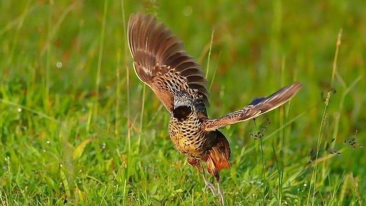 黄脚三趾鹑的鸟叫声音