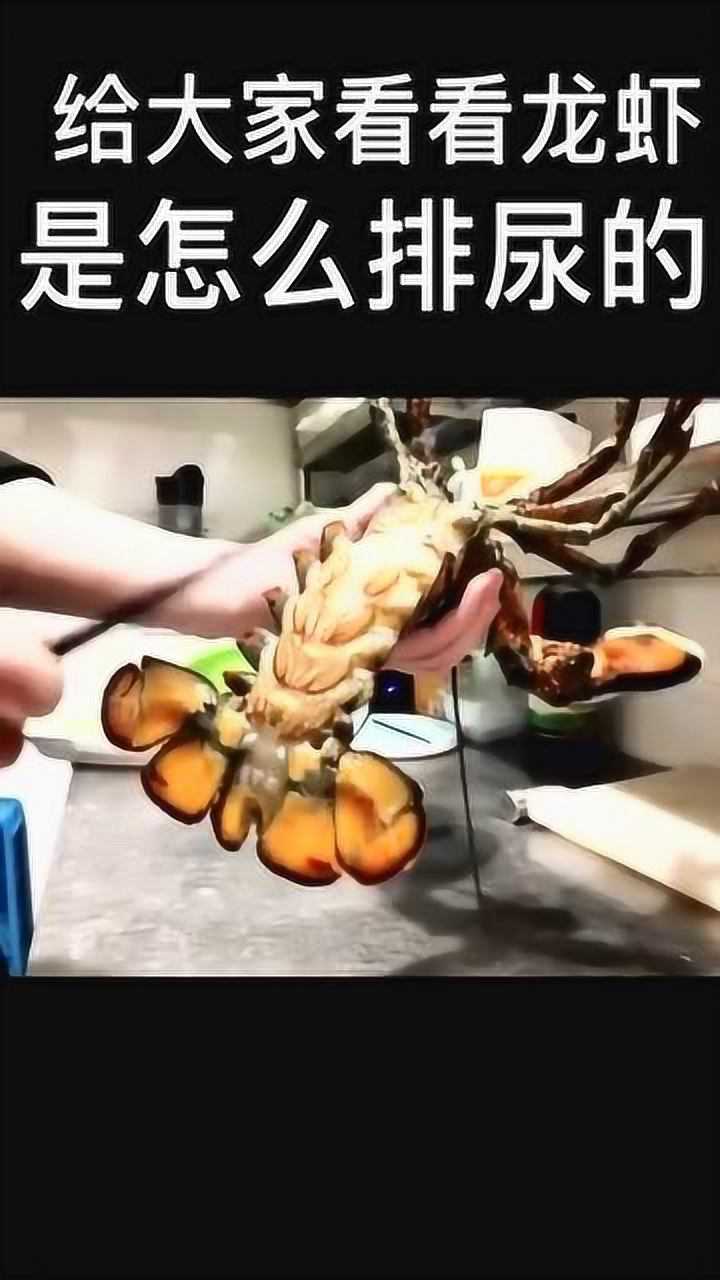 吃了这么多年澳龙,居然还要事先"排尿"手法也太羞耻了