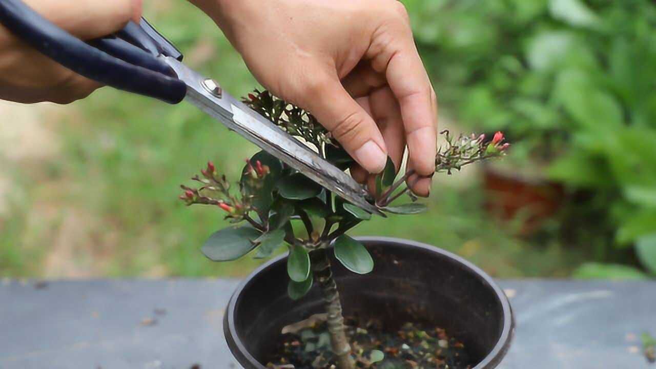 给老桩长寿花修剪,方法对了,一年能开4次花