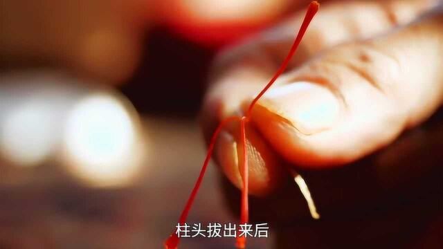 看得懂藏红花吗? 不要瞎喝了这样子才对!