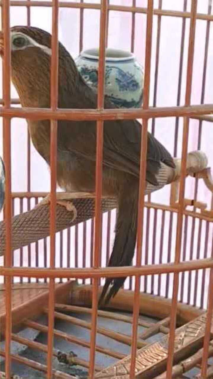 东东画眉鸟套之画眉鸟叫口多样什么都会模仿