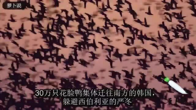 动物大迁徙,不做介绍看完也不知道是什么动物