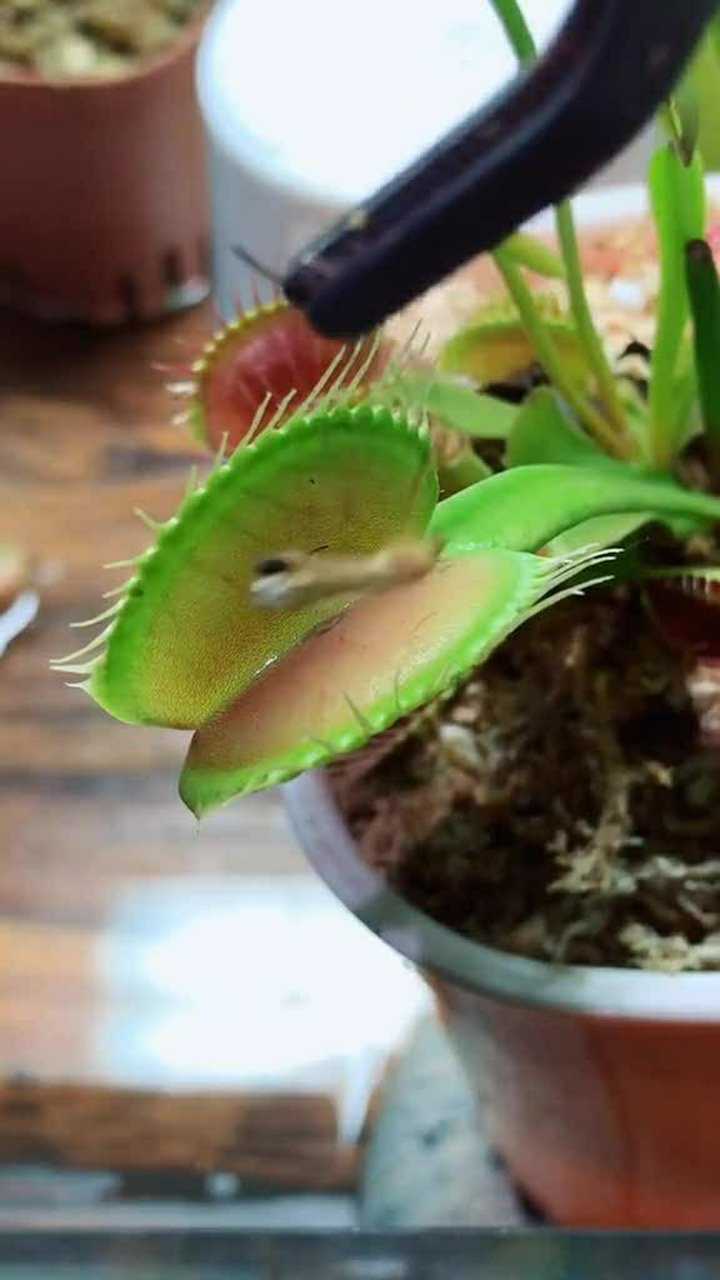 喂食人花吃蚊子,实在是太厉害了,真不愧是食人花