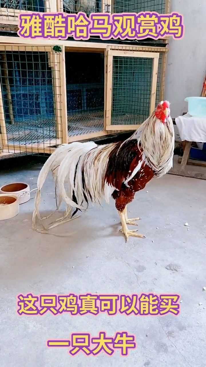 这是雅酷哈马观赏鸡品种稀少很可爱哦