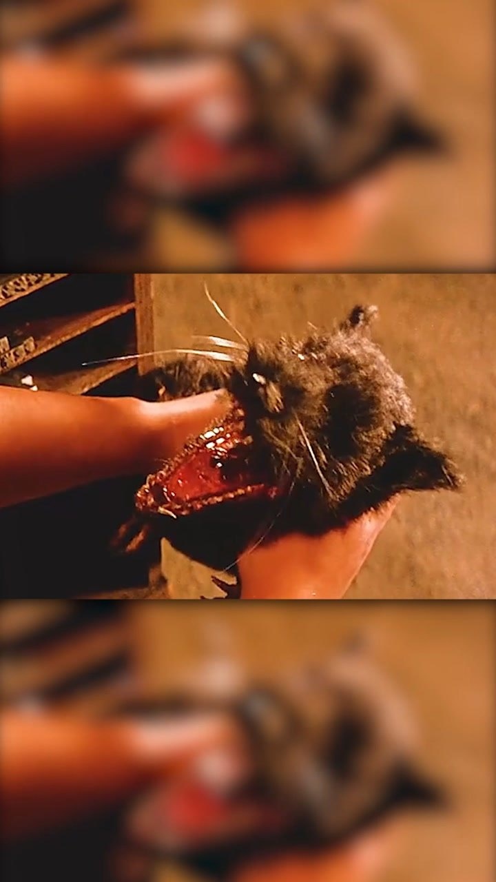 老鼠不小心打开盒子竟然发生变异李连杰冒险王